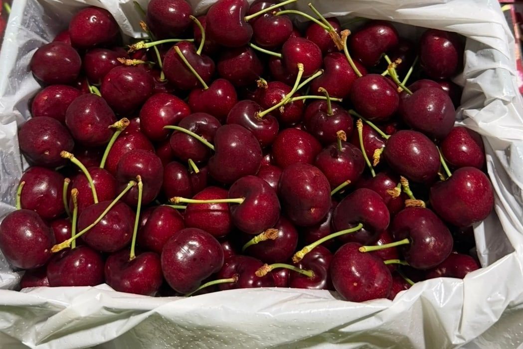 Dark red Australian cherries, stems on, packed in a lined export carton