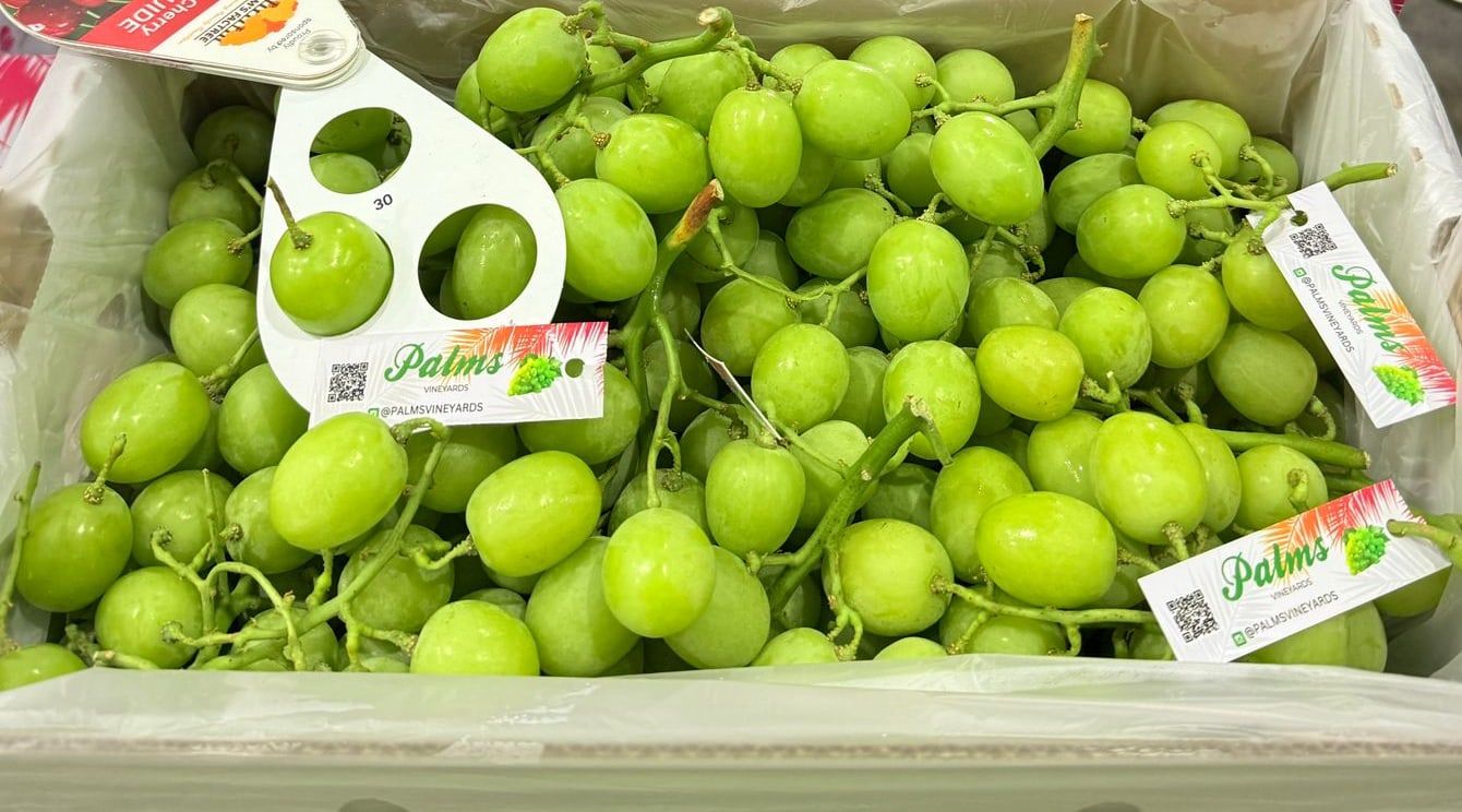 Green table grapes with large loose berries, packed for export