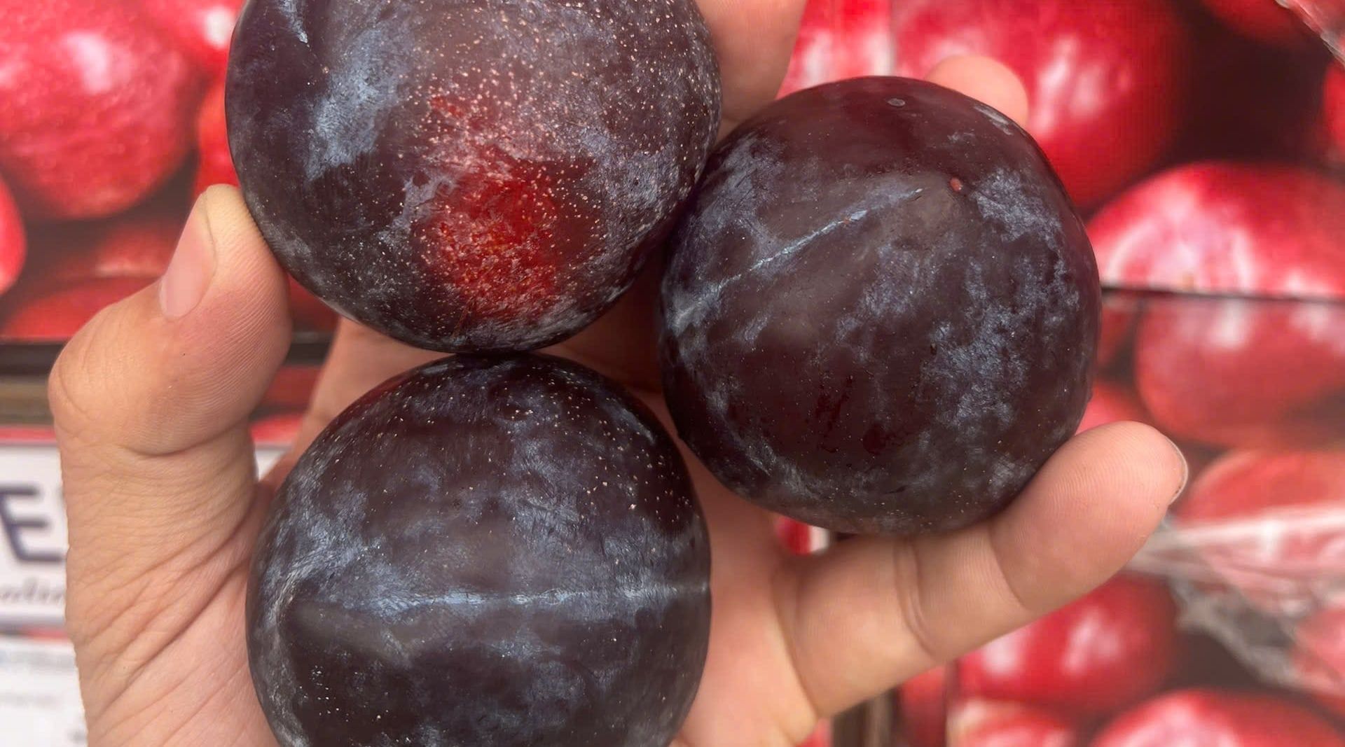 Three large dark-skinned Australian plums held in a hand, bloom still on the fruit, in front of packed cartons